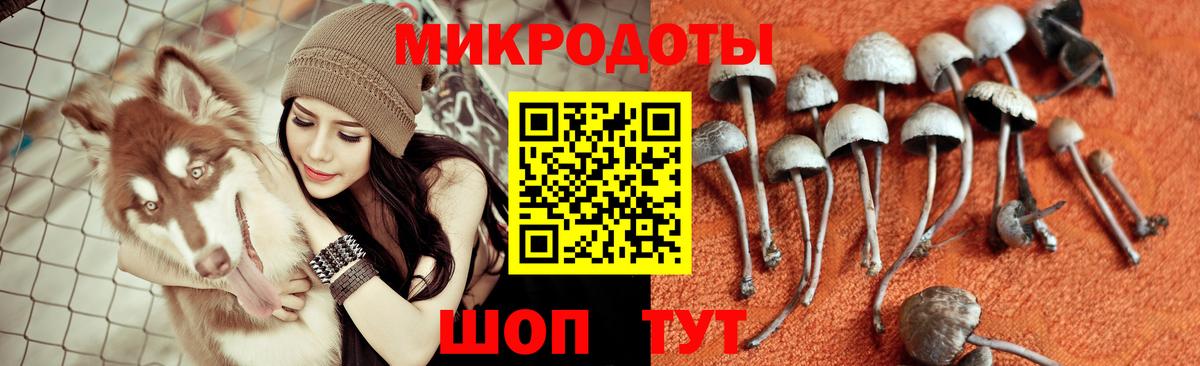 Грозный  Псилоцибиновые грибы Psilocybe  Вход с VPN 